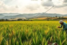 El gobierno de Uttar Pradesh proporcionará equipos agrícolas que reciban subsidios a los agricultores.
