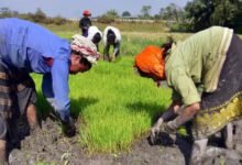 Las fuertes lluvias dañan los cultivos de verduras, pulsos