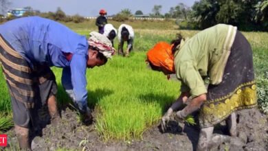 Las fuertes lluvias dañan los cultivos de verduras, pulsos