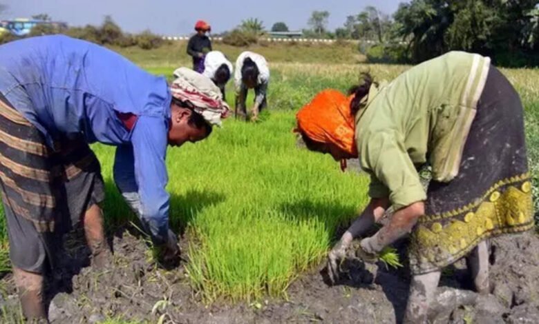 Las fuertes lluvias dañan los cultivos de verduras, pulsos