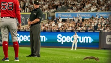 Squirrel corrió a la escena, retrasó brevemente los yankees rojas