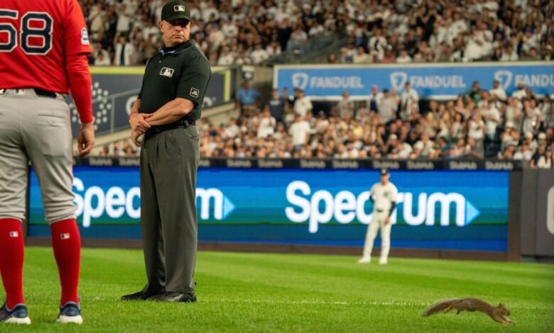 Squirrel corrió a la escena, retrasó brevemente los yankees rojas Squirrel corrió a la escena, retrasó brevemente los yankees rojas
