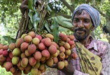 Apeeda abrió una nueva oficina en Patna, Raipur, Dehradun para apoyar a los exportadores agrícolas.