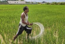 ¿Cómo criar la agricultura en la agricultura en la India?