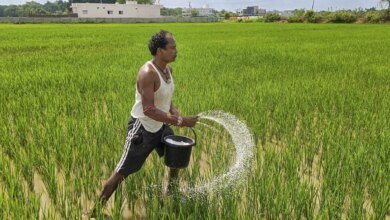¿Cómo criar la agricultura en la agricultura en la India?
