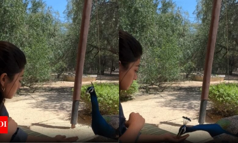 Rashmika Mandana’s Nature Retreat: un clip adorable que impulsa el pavo real; ‘Libertad’ llamadas experiencia Rashmika Mandana’s Nature Retreat: un clip adorable que impulsa el pavo real; ‘Libertad’ llamadas experiencia