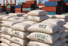India empuja la exportación de arroz a Filipinas, el mayor importador de arroz del mundo.