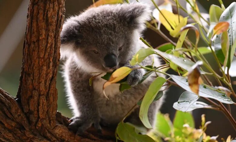 El proyecto de expansión de la mina de carbón amenaza el hábitat de koala “significativo”