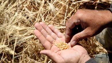 El centro reduce los límites de stock de trigo para “gestionar la seguridad alimentaria”
