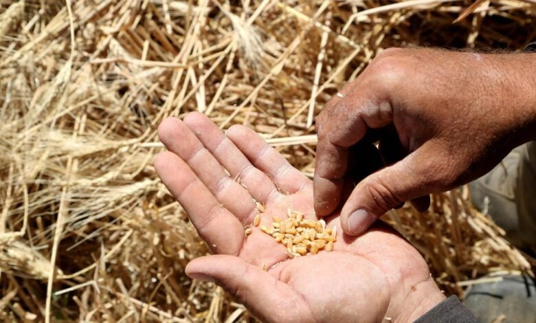 El centro reduce los límites de stock de trigo para “gestionar la seguridad alimentaria” El centro reduce los límites de stock de trigo para “gestionar la seguridad alimentaria”