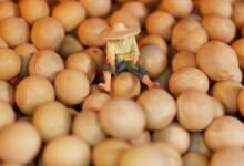 La soja se eleva después de que Trump dice que quiere que China compre más frijoles de EE. UU.