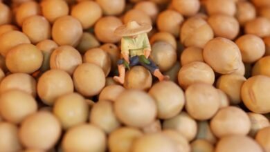 La soja se eleva después de que Trump dice que quiere que China compre más frijoles de EE. UU.