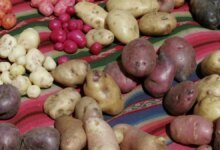Las raíces ocultas de las papas revelaron: el origen híbrido ha regresado a 9 millones de años.