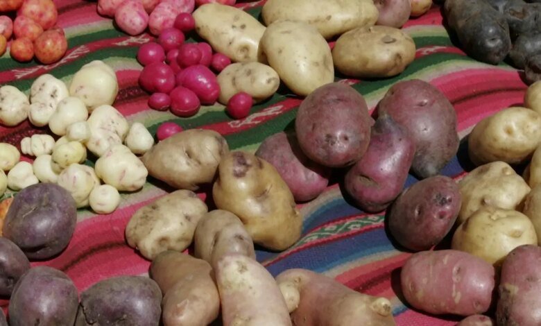Las raíces ocultas de las papas revelaron: el origen híbrido ha regresado a 9 millones de años.