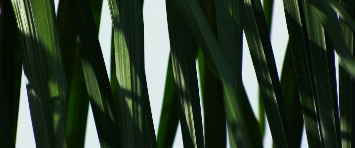 Las agencias de supervisión del Reino Unido inspeccionaron el DRAX con respecto a las demandas biológicas.