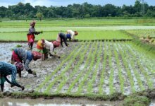 El exceso de lluvia permite a los agricultores indios sembrar en el 85% del área normal.