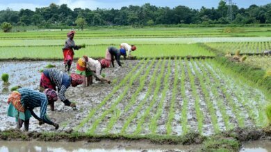El exceso de lluvia permite a los agricultores indios sembrar en el 85% del área normal.