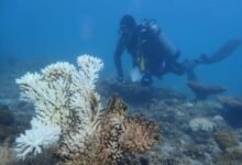 El estrés por calor conduce a la peor blanqueamiento registrada para los ecosistemas de arrecifes de coral