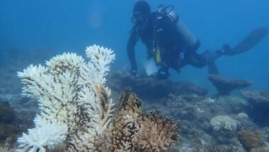 El estrés por calor conduce a la peor blanqueamiento registrada para los ecosistemas de arrecifes de coral