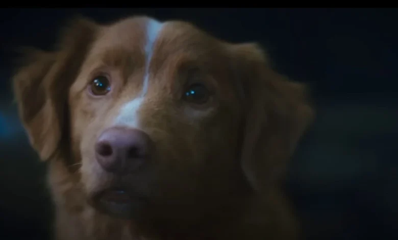 Good Boy Trailer: Hanked House Horror dijo a través de The Dog’s Eye antes de publicar el 3 de octubre Good Boy Trailer: Hanked House Horror dijo a través de The Dog’s Eye antes de publicar el 3 de octubre