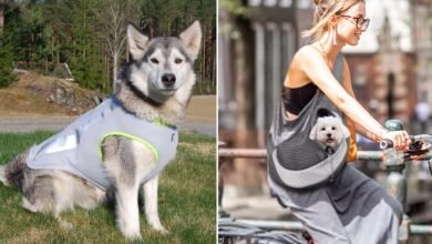 30 cosas extrañas hacen que tu perro se enfríe