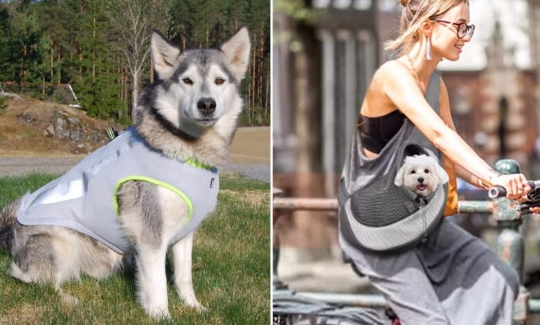 30 cosas extrañas hacen que tu perro se enfríe 30 cosas extrañas hacen que tu perro se enfríe