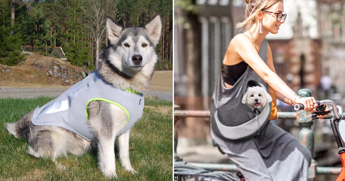 30 cosas extrañas hacen que tu perro se enfríe