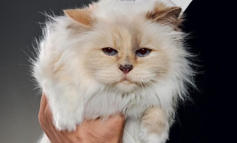 Karl Lagerfeld en Choupette | último Karl Lagerfeld en Choupette | último