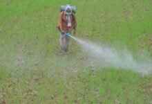 Después de la incomodidad de la India contra los fabricantes de pesticidas, los expertos cuestionan el guiño para los herbicidas y las variedades de semillas tolerantes a los herbicidas
