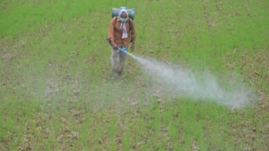 Después de la incomodidad de la India contra los fabricantes de pesticidas, los expertos cuestionan el guiño para los herbicidas y las variedades de semillas tolerantes a los herbicidas