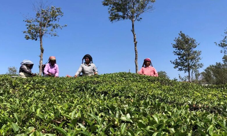 Sri Lanka empujó más té a la India.