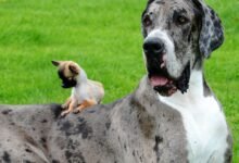 Perro gigante de 7 pies, 2.500 lb ‘Big Bill’ el cerdo y el atún más grande que un hombre-Bestias de gran tamaño reveladas después de que se encontró una rata de 22 pulgadas