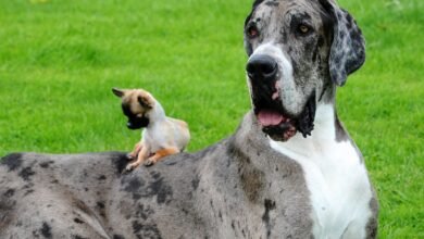 Perro gigante de 7 pies, 2.500 lb ‘Big Bill’ el cerdo y el atún más grande que un hombre-Bestias de gran tamaño reveladas después de que se encontró una rata de 22 pulgadas