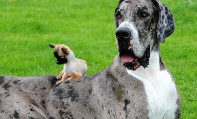Perro gigante de 7 pies, 2.500 lb ‘Big Bill’ el cerdo y el atún más grande que un hombre-Bestias de gran tamaño reveladas después de que se encontró una rata de 22 pulgadas