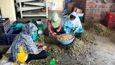 En medio de la cosecha de la industria de almendras de cachemira, frente a la contracción del área de cultivo.