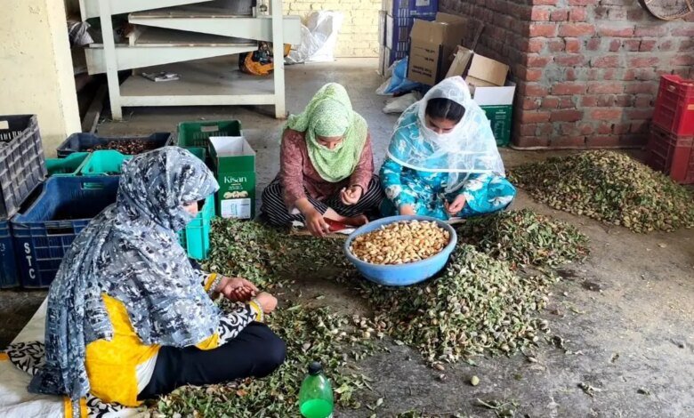 En medio de la cosecha de la industria de almendras de cachemira, frente a la contracción del área de cultivo.