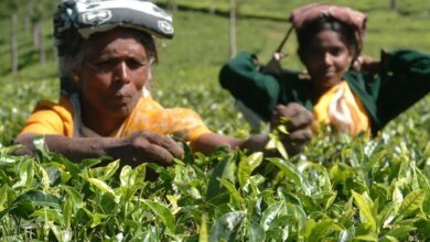 La demanda del descuento de spinner en la subasta de Coonoor.