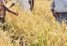 El área de cultivo de arroz híbrido tiende a aumentar esta temporada de plantación de Kharif.
