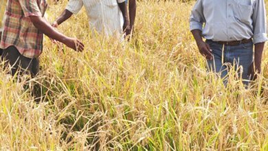 El área de cultivo de arroz híbrido tiende a aumentar esta temporada de plantación de Kharif.