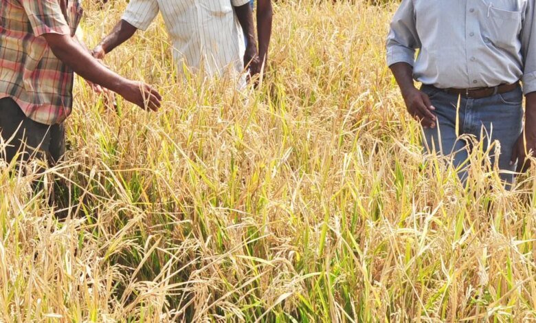 El área de cultivo de arroz híbrido tiende a aumentar esta temporada de plantación de Kharif.