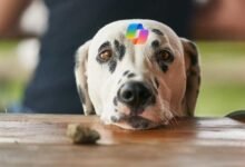 ¿Buscando chatgpt? Bing le ruega que use Copilot en su lugar