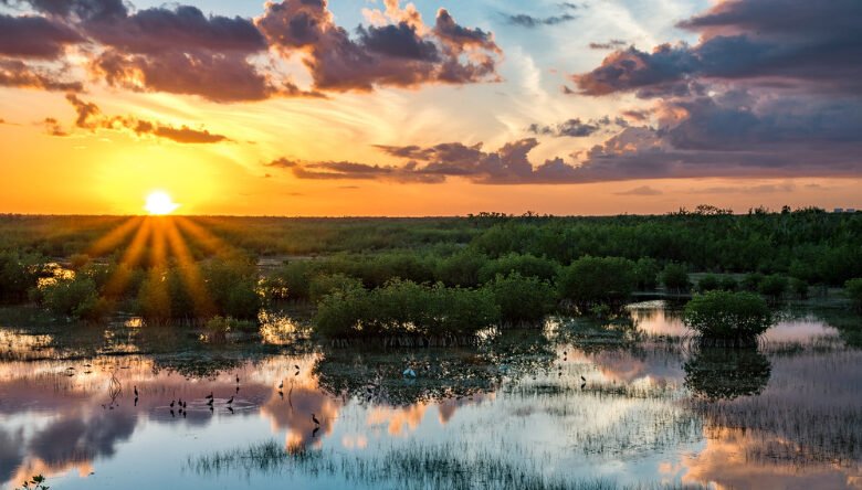 ¿Agregar la caña de azúcar a Coca-Cola degradará aún más los Everglades de Florida? ¿Agregar la caña de azúcar a Coca-Cola degradará aún más los Everglades de Florida?