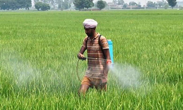 La confusión persiste sobre la prohibición de 12 pesticidas en Punjab, los exportadores de Basmati quieren una solución permanente La confusión persiste sobre la prohibición de 12 pesticidas en Punjab, los exportadores de Basmati quieren una solución permanente