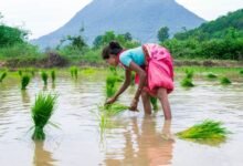 Cómo una startup de IA está ayudando a los agricultores de arroz a luchar contra el cambio climático
