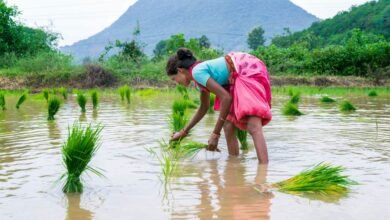 Cómo una startup de IA está ayudando a los agricultores de arroz a luchar contra el cambio climático