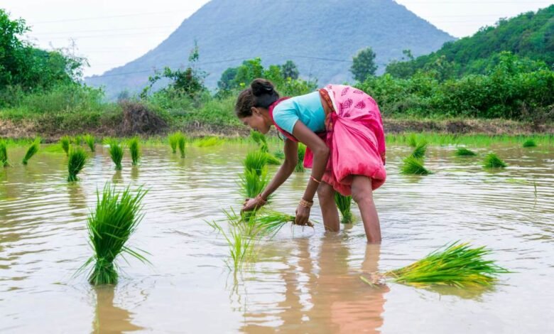 Cómo una startup de IA está ayudando a los agricultores de arroz a luchar contra el cambio climático Cómo una startup de IA está ayudando a los agricultores de arroz a luchar contra el cambio climático