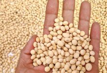 La visión global sobre las semillas oleaginosas cambia a satisfacer las necesidades nutricionales que solo verlas como fuente de aceite de cocina