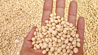 La visión global sobre las semillas oleaginosas cambia a satisfacer las necesidades nutricionales que solo verlas como fuente de aceite de cocina