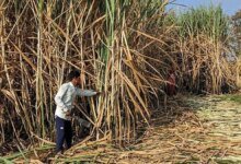 Sembrar el futuro: por qué India necesita una nueva generación de variedades de caña de azúcar