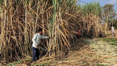 Sembrar el futuro: por qué India necesita una nueva generación de variedades de caña de azúcar
